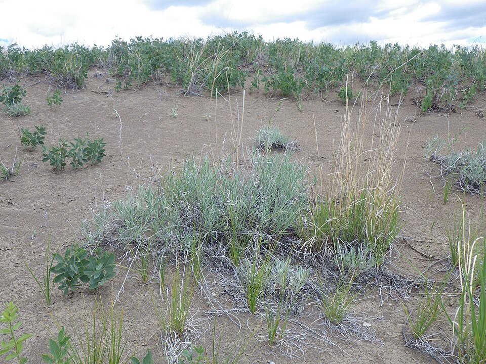 Longleaf Wormwood