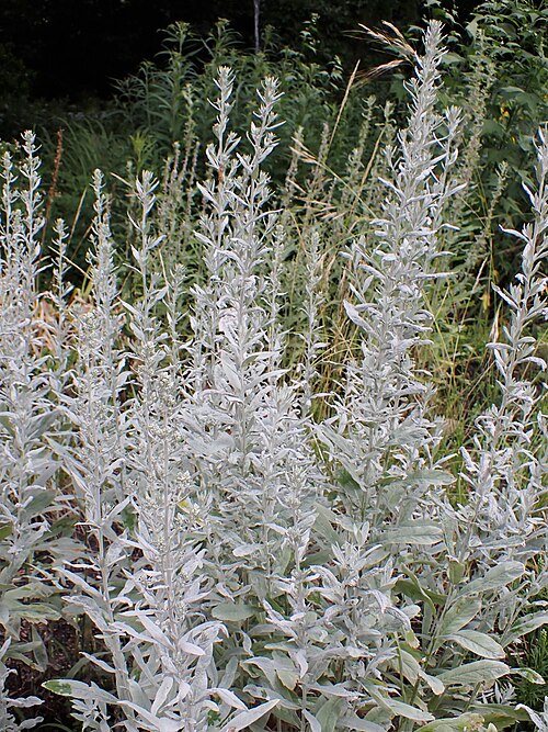 White Sagebrush