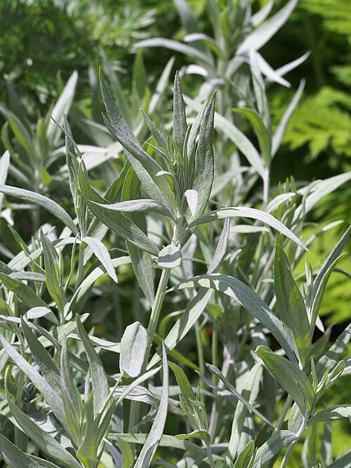 White Sagebrush