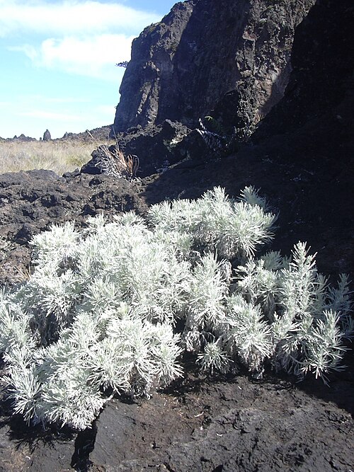 Maui Wormwood