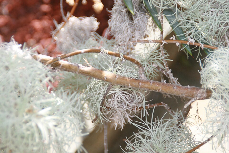 Maui Wormwood