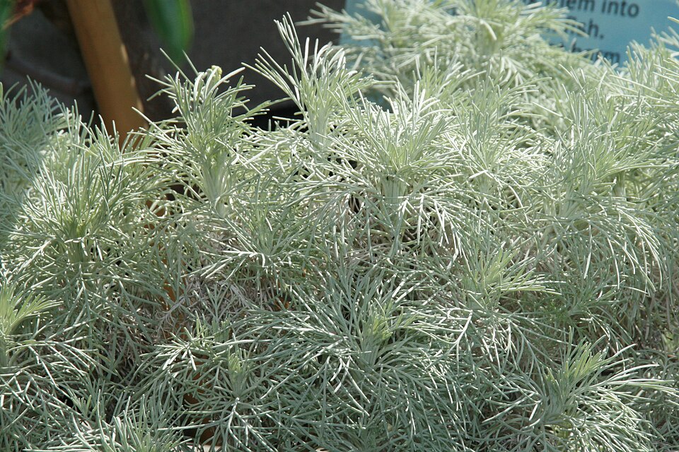 Maui Wormwood