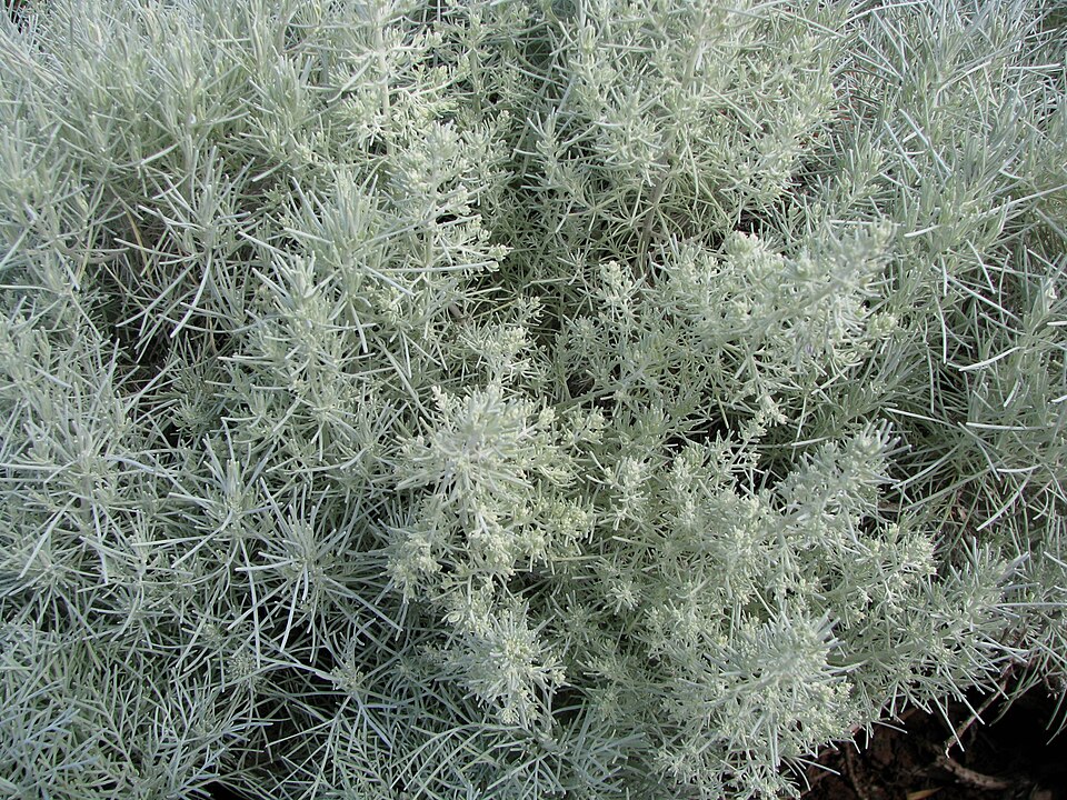 Maui Wormwood