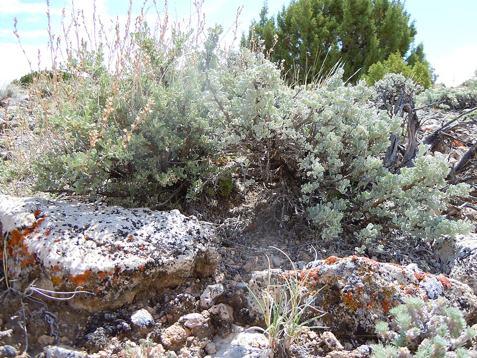Black Sagebrush