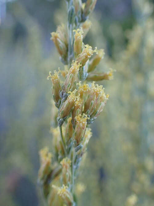 Black Sagebrush