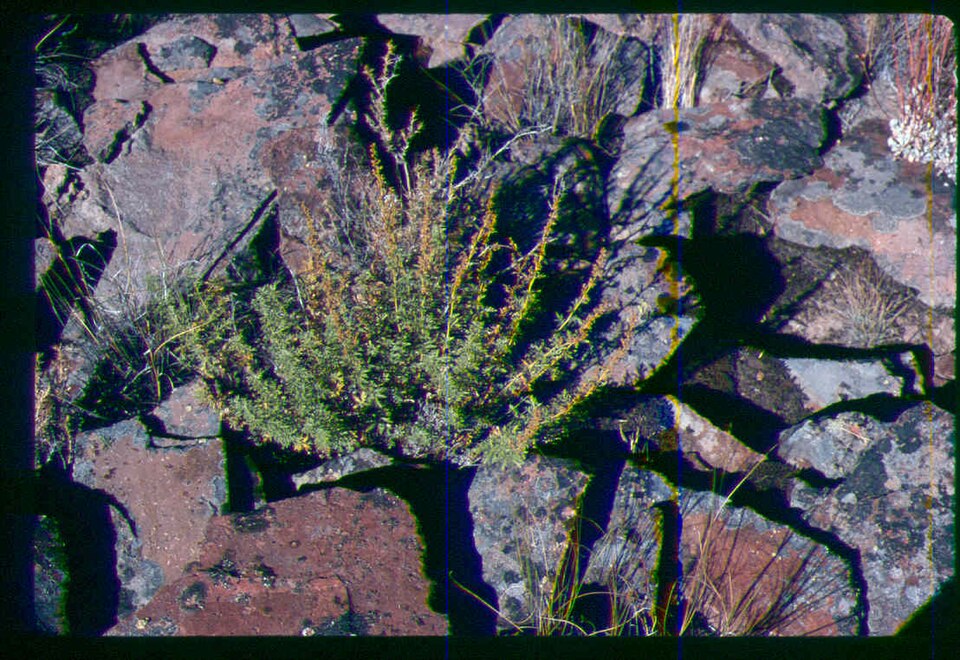 Packard's Wormwood