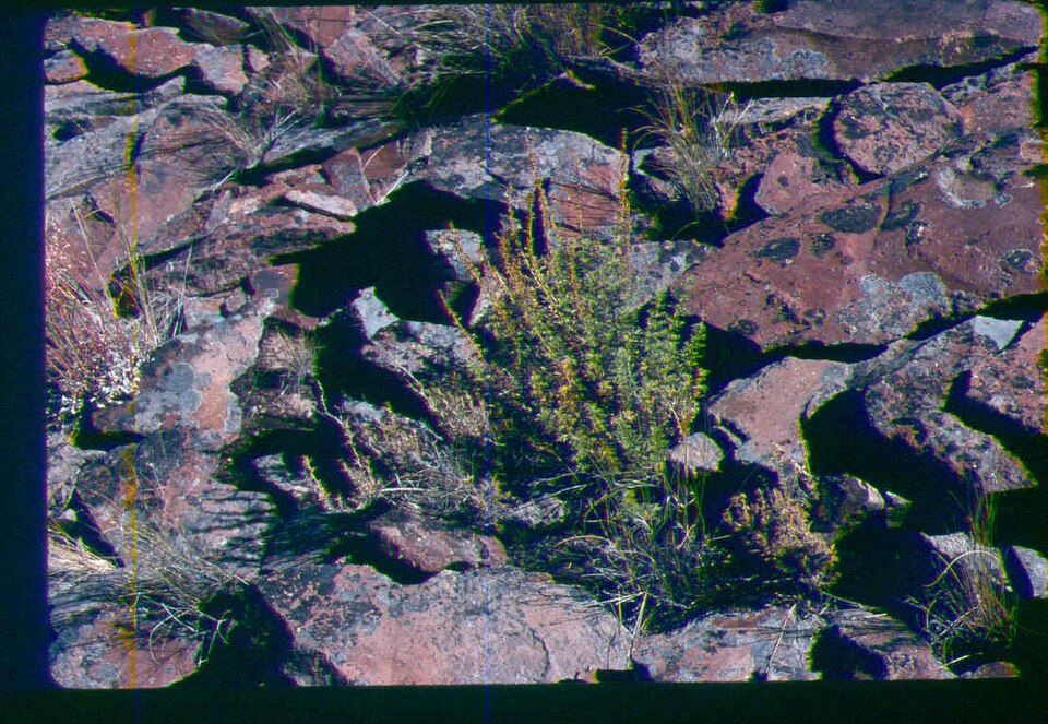 Packard's Wormwood