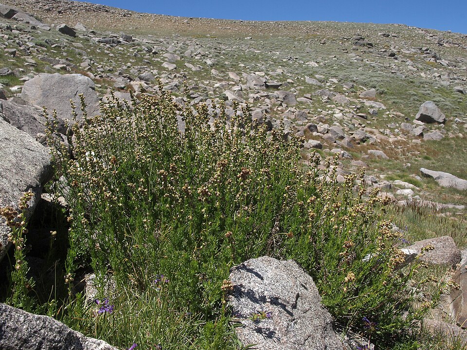 Parry's Wormwood