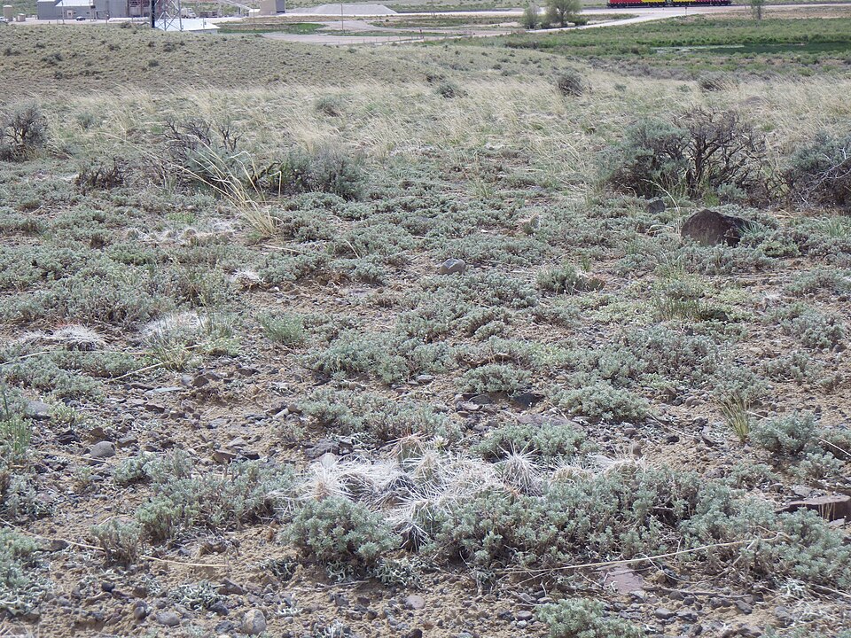 Birdfoot Sagebrush