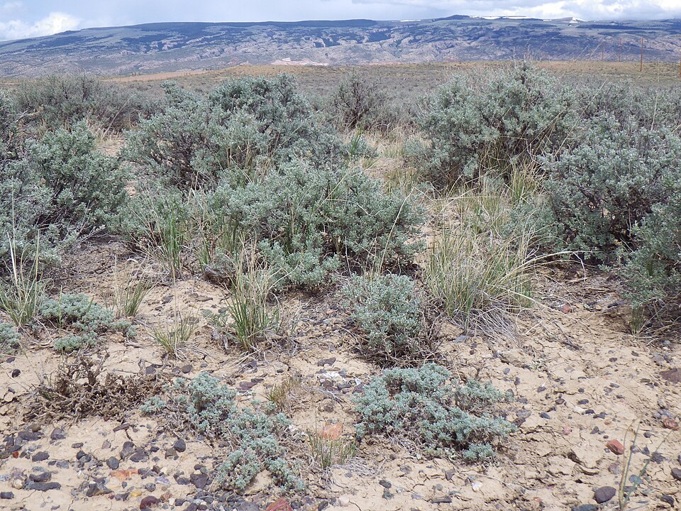 Birdfoot Sagebrush