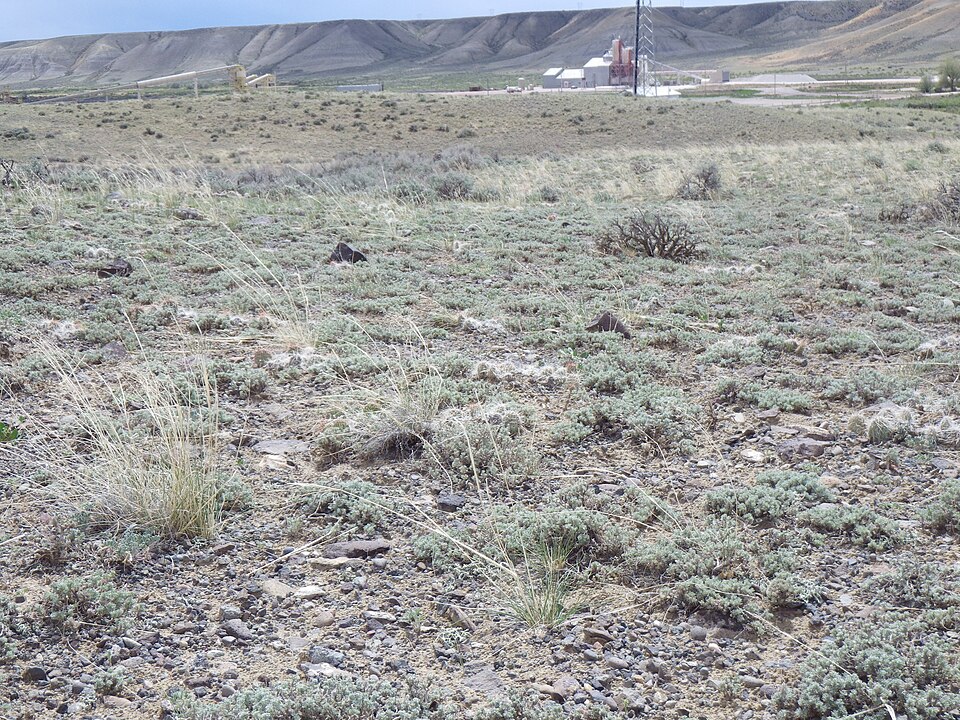 Birdfoot Sagebrush