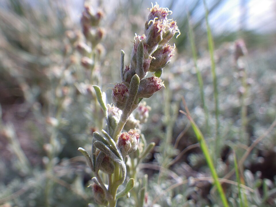 Birdfoot Sagebrush