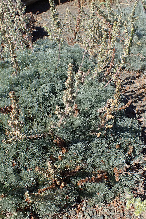 Beach Wormwood