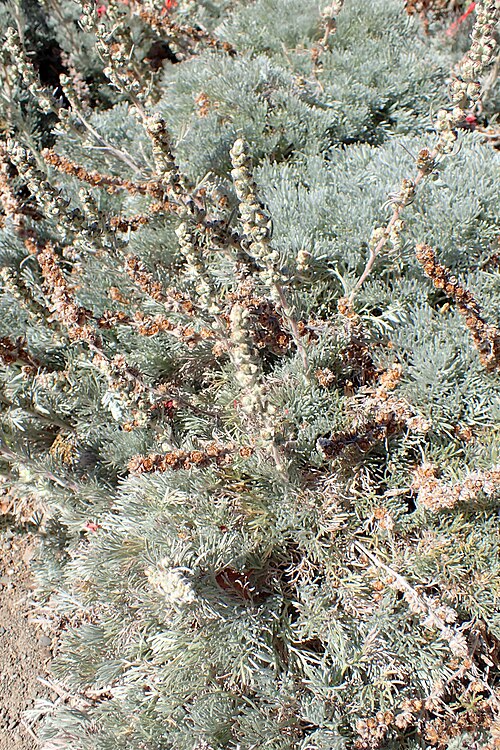 Beach Wormwood