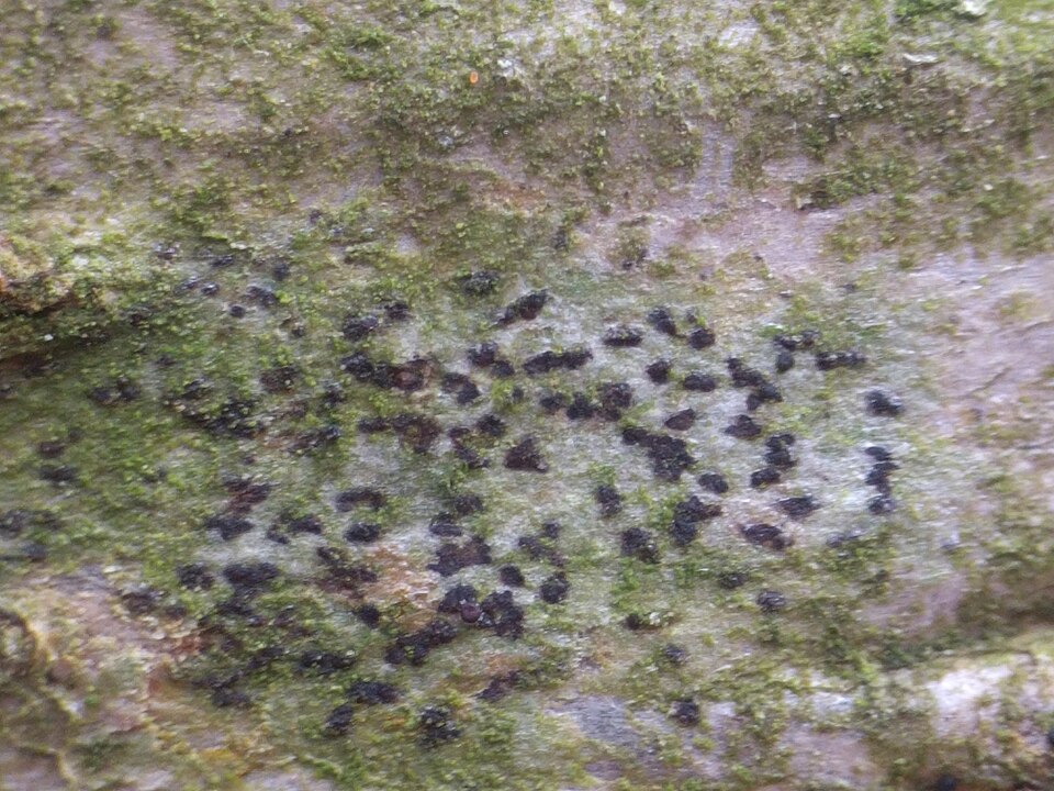Dot Lichen