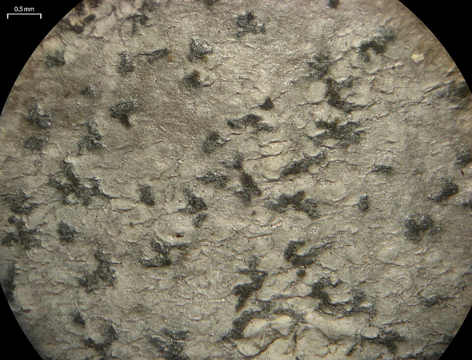 Dot Lichen