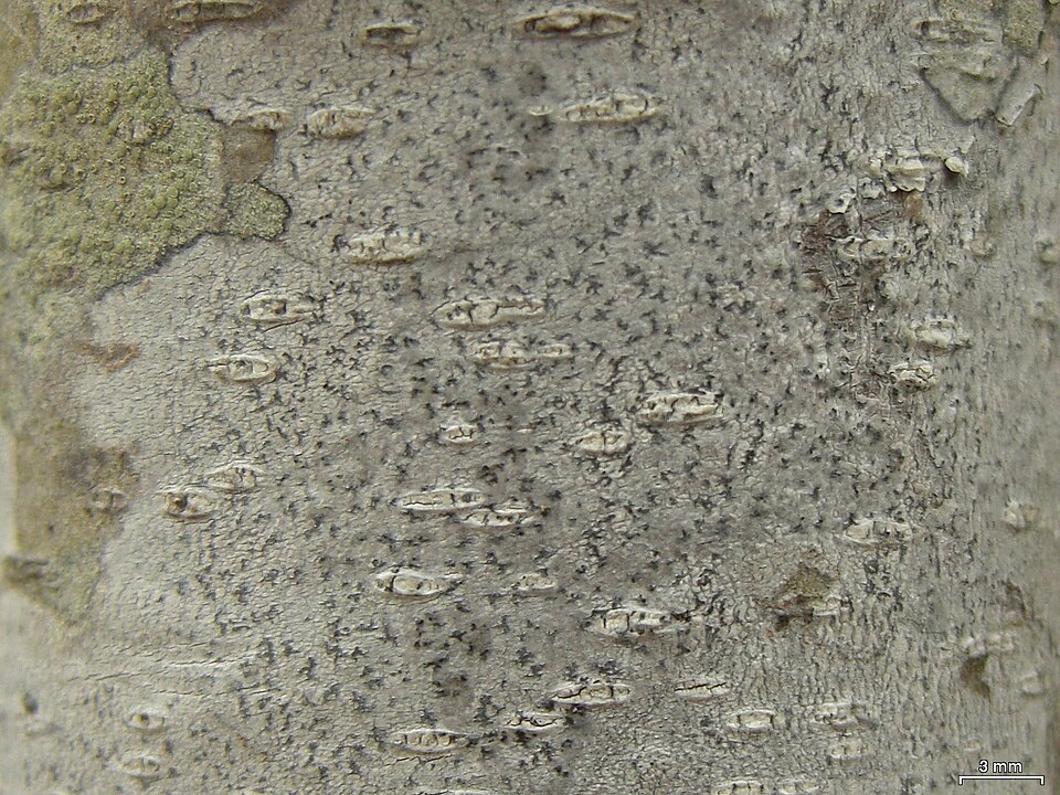 Dot Lichen