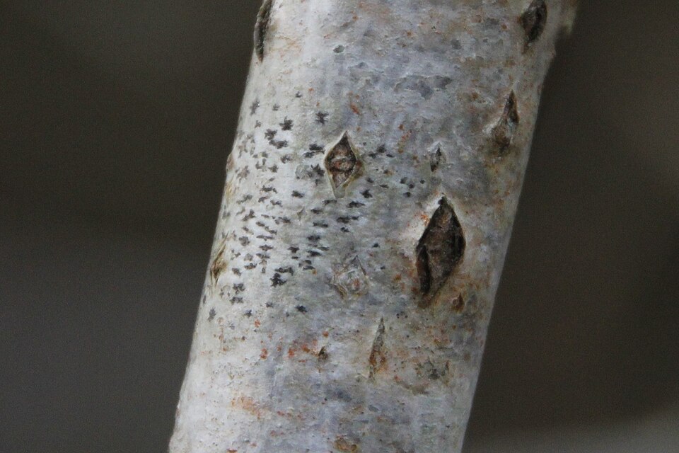 Dot Lichen