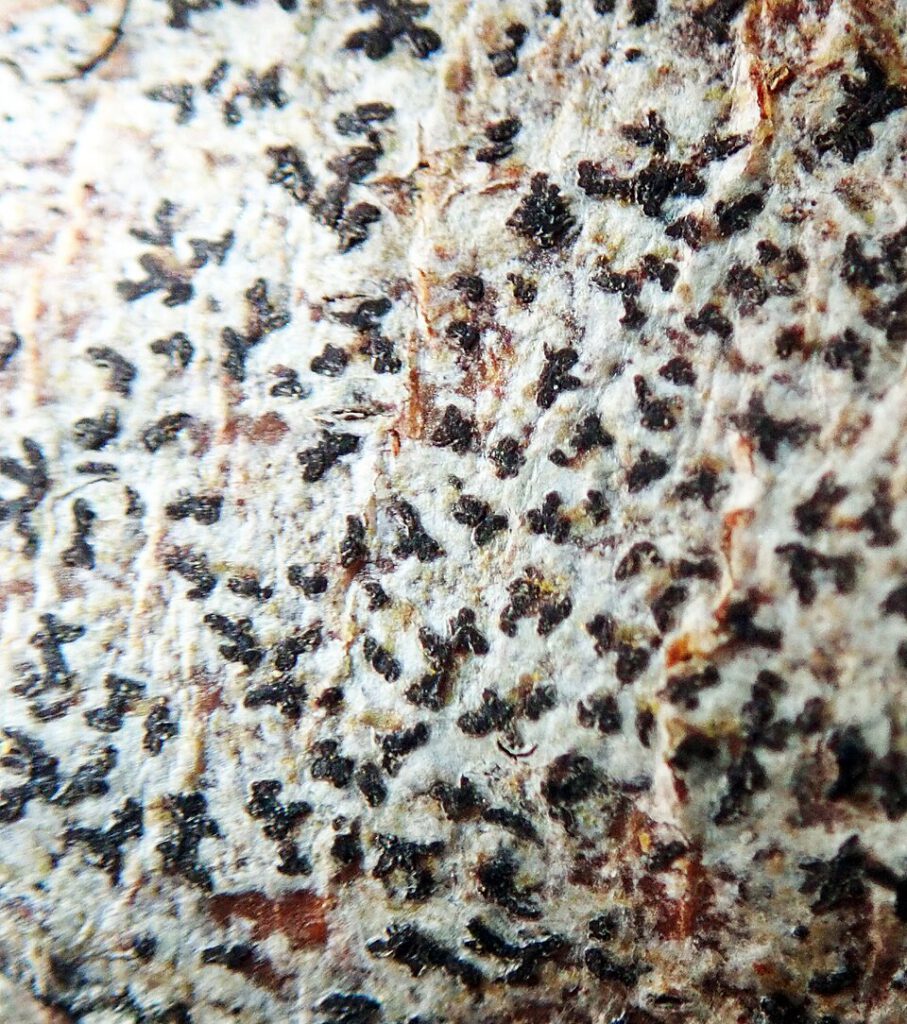 Dot Lichen