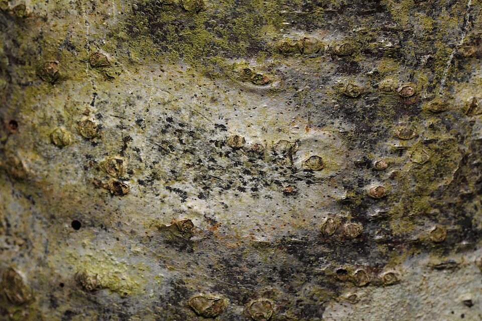 Dot Lichen