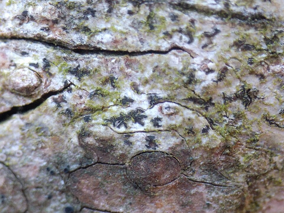 Dot Lichen