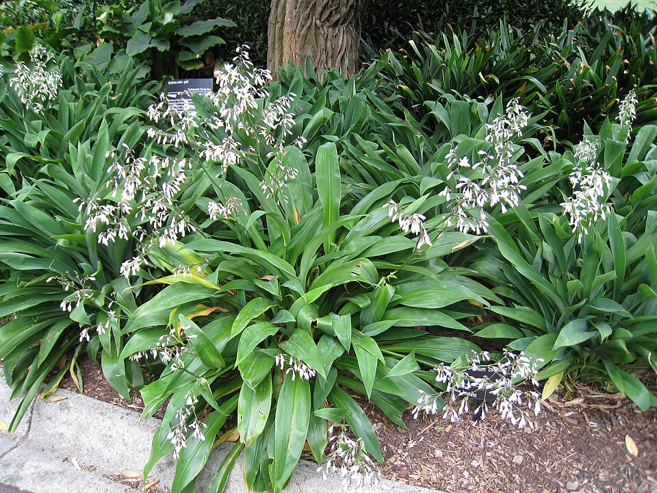 Rock-lily