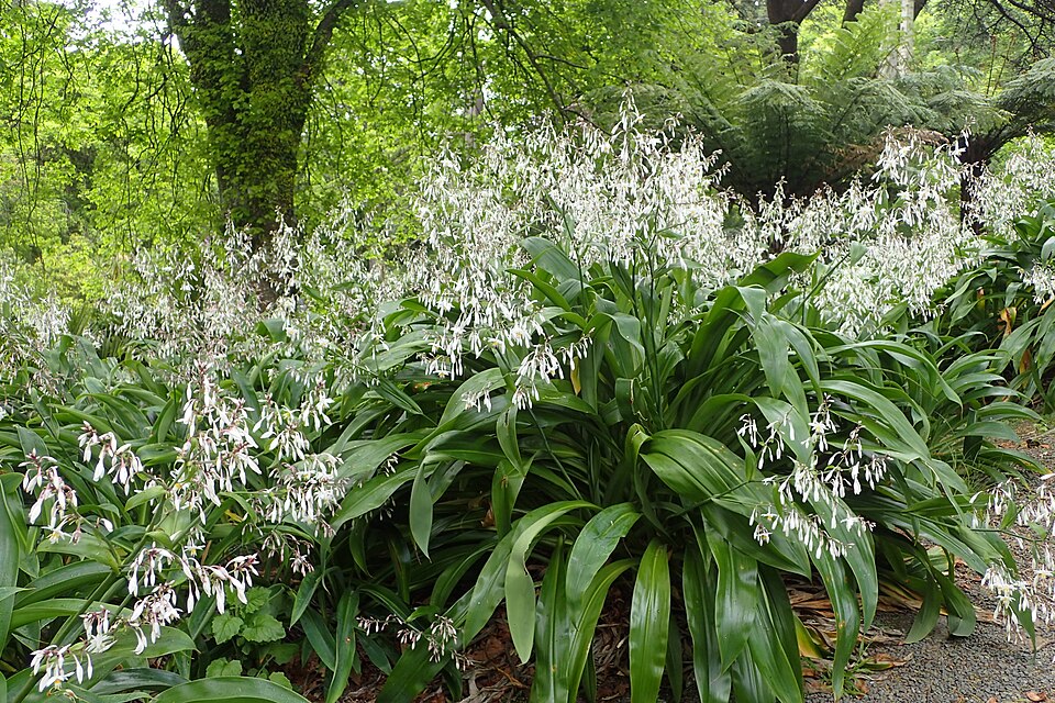 Rock-lily