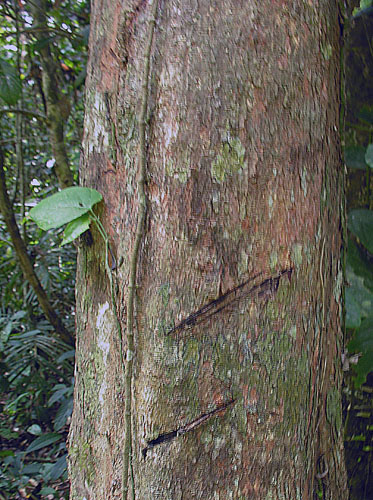Artocarpus