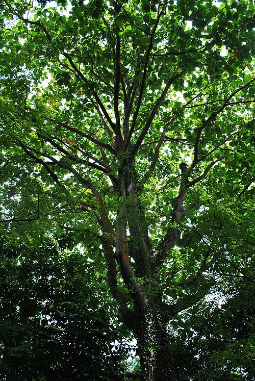 Artocarpus