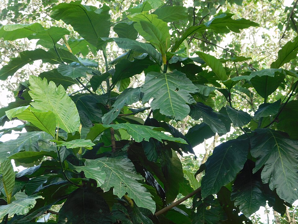 Artocarpus