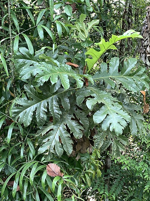 Artocarpus