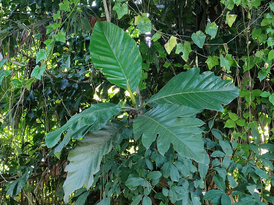 Artocarpus