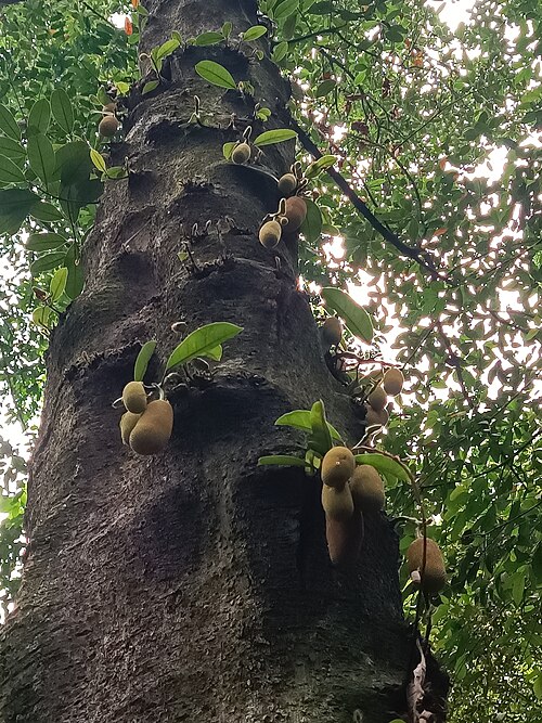 Chempedak