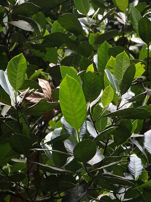 Chempedak