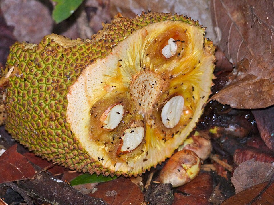 Chempedak
