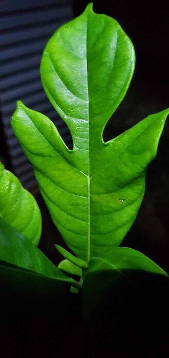 Artocarpus