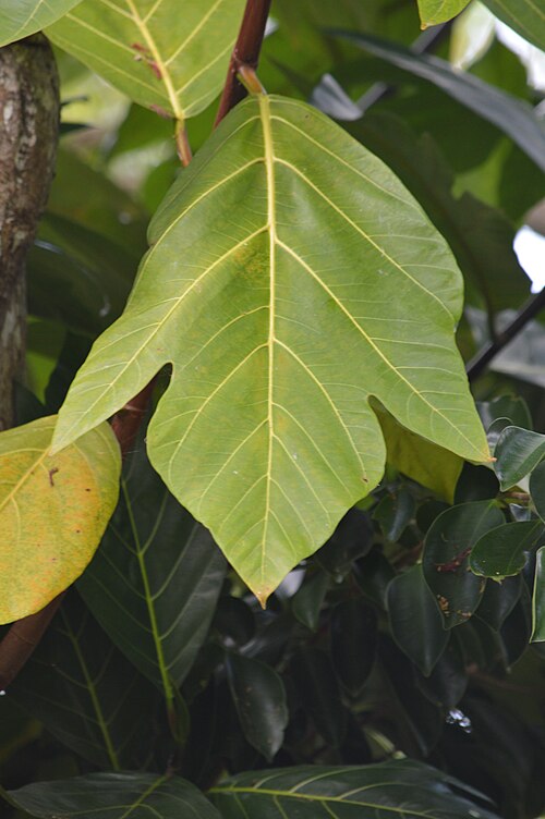Artocarpus
