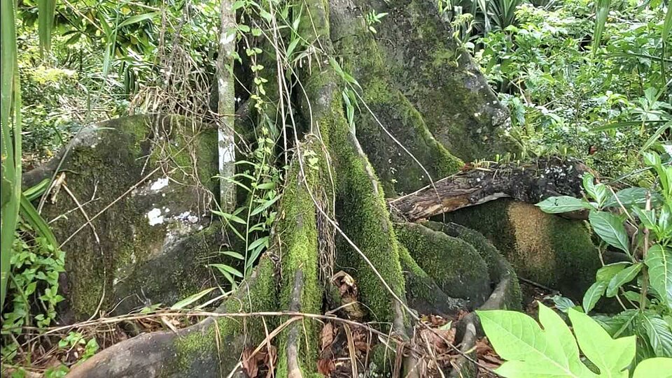 Artocarpus