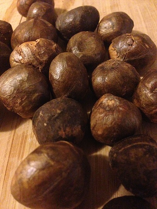 Artocarpus