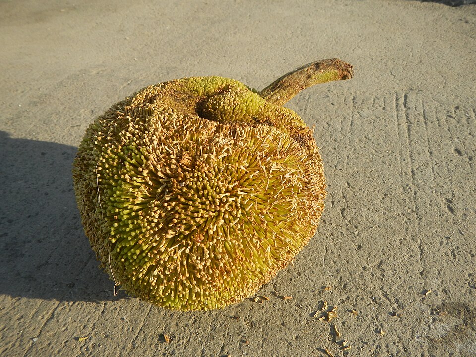 Marang