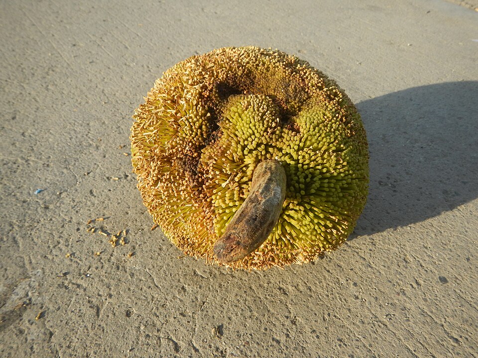 Marang